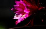 红色昙花图片