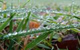 雨后带露珠的青草