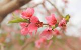 桃花图片大全