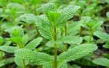 油绿的薄荷图片
