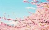 美丽的樱花图片