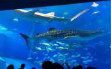 水族馆图片