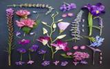植物花标本图片
