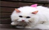 山东狮子猫小宠物图片