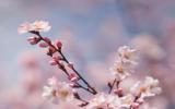 耐寒的梅花