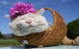 卖萌的猫叔图片