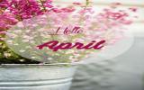 Hello April 你好四月图片