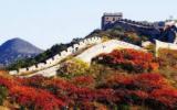 北京八达岭长城银杏观赏图片