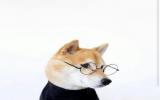 高贵的柴犬图片