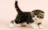 宠物猫图片大全