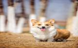 柯基犬图片