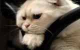 萌宠苏格兰折耳猫图片