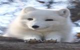北极狐图片