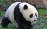 熊猫图片