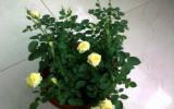 白里透粉的迷你月季花图片