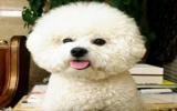 比熊犬图片