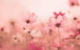 格桑花花语图片