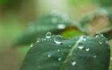 植物上的露水图片