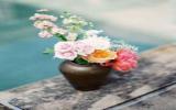 玲珑冷水花图片