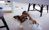 蝴蝶犬图片