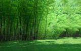 绿色竹林背景墙风景图片