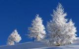 美丽雪景图片，好比玉树琼枝