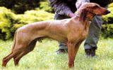 短毛意大利猎犬图片