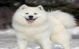 爱斯基摩犬图片