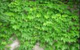 满墙爬山虎植物图片