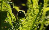 蕨类植物金星蕨图片