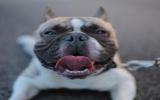 沙皮犬图片