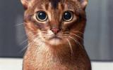 阿比西尼亚猫图片