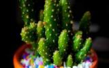 植物盆栽图片