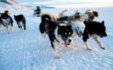 雪橇犬图片