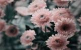清新脱俗的花朵