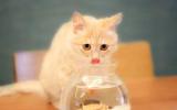 可爱卖萌的宠物猫图片