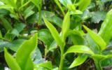 茶树图片