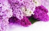 紫色丁香花图片
