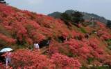 麻城杜鹃花图片