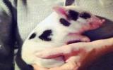 矮小猪种之香猪图片