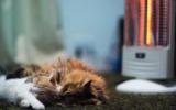 快乐萌猫嬉闹图片