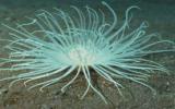 奇幻的海底生物