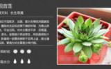 长生草属图鉴多肉图片