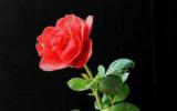 四季全开花的月季花图片