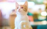 猫咪写真图片
