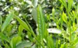 六安瓜片茶茶树图片