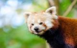 野生的小熊猫图片