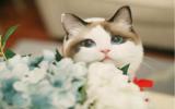 可爱的各类花猫图片