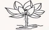 荷花简笔画