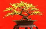 迎春花盆景图片